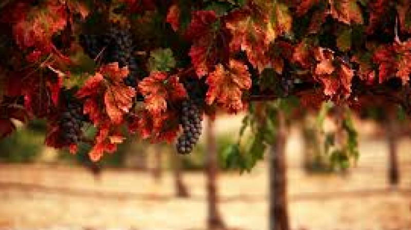 Animi eum sit occaecati nobis optio nulla ea 1 1