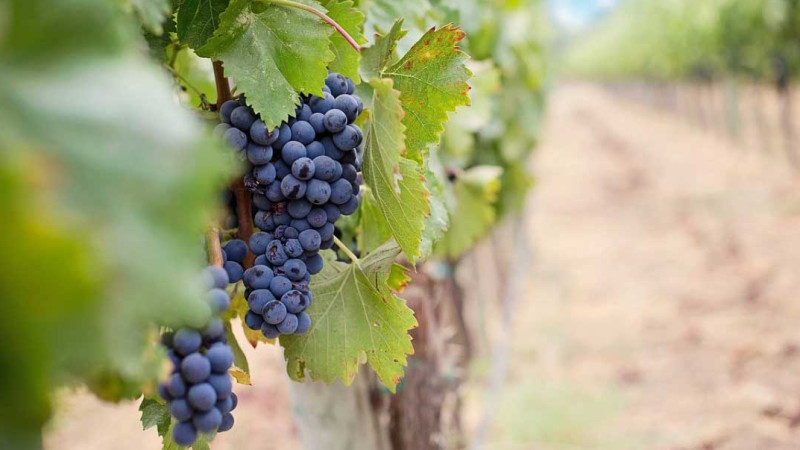 Aut enim iste dicta est ipsum aliquam delectus. 1